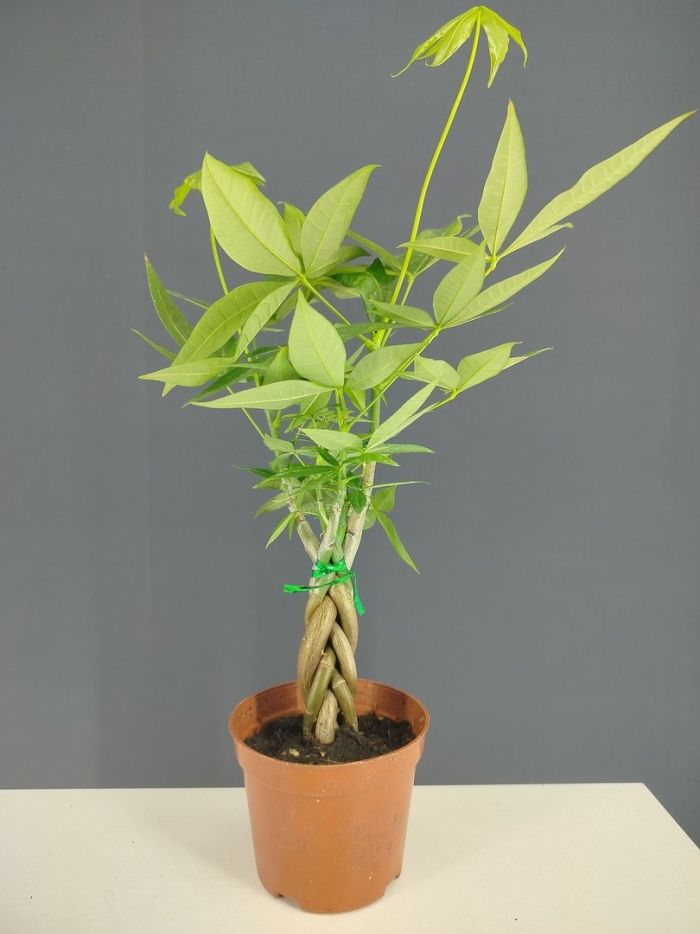 Пахира акватика