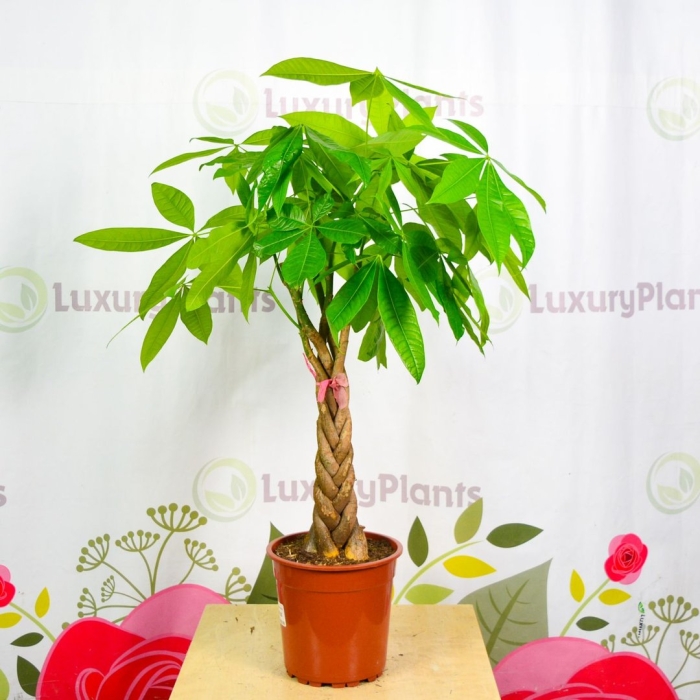 Растение пахира