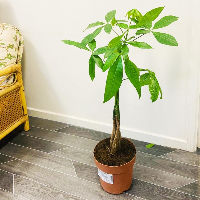 Пахира акватика