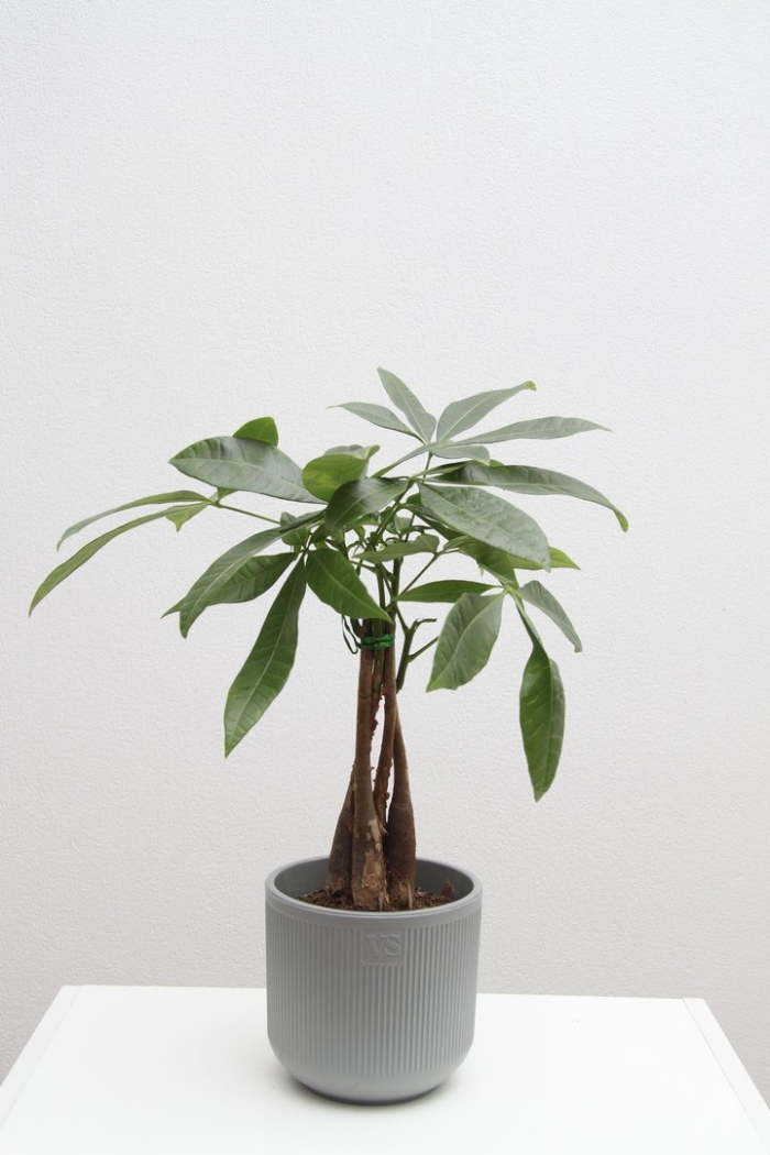 Пахира акватика уход в домашних условиях