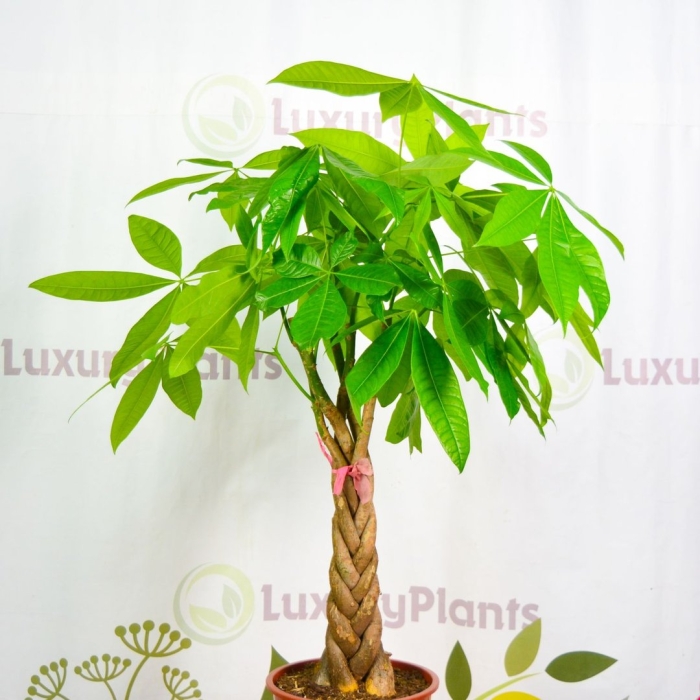 Пахира акватика