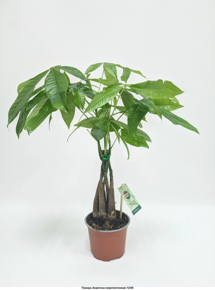 Пахира акватика