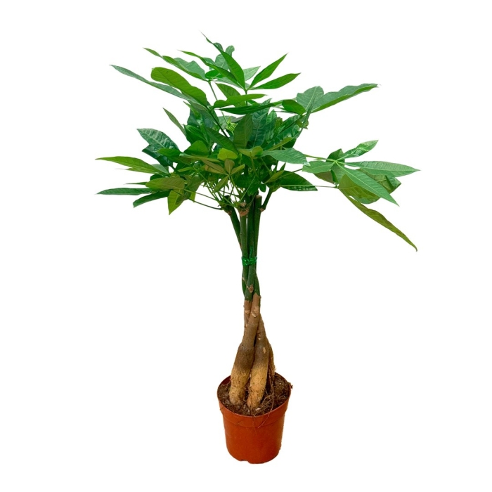 Пальма пахира акватика