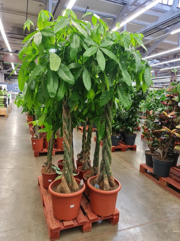 Пахира растение