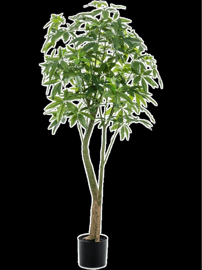Schefflera arboricola