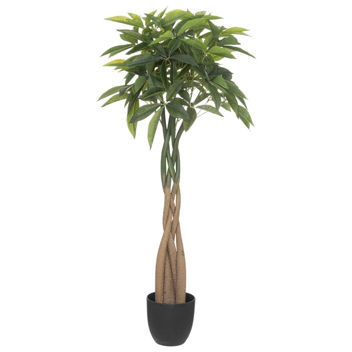 Пахира водна