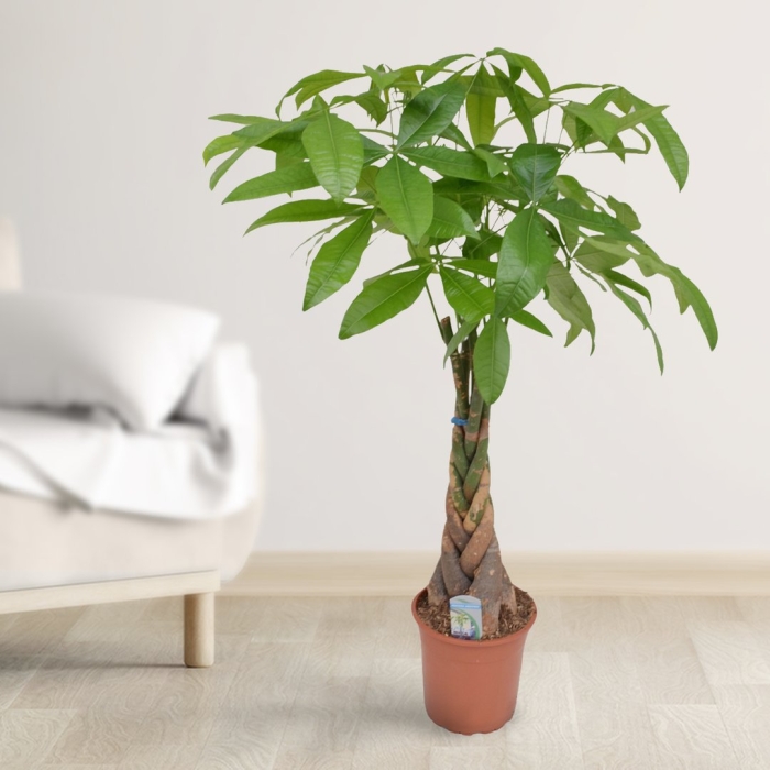 Пахира акватика