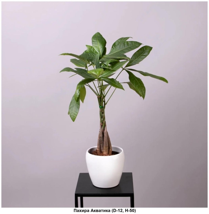 Пахира акватика