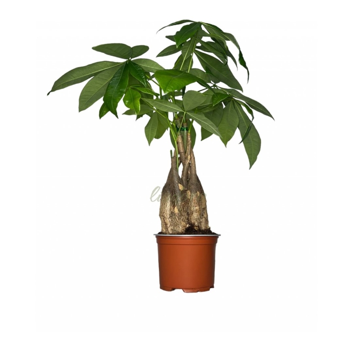 Пахира акватика бонсай