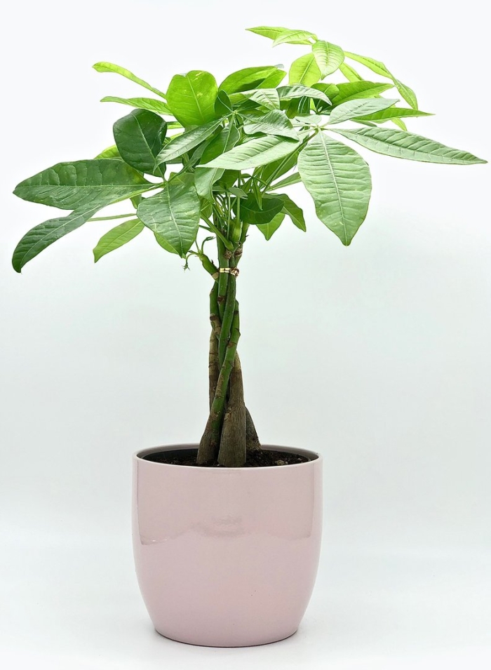 Пахира акватика