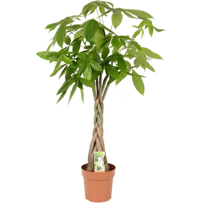 Пахира акватика (водная) переплетённая