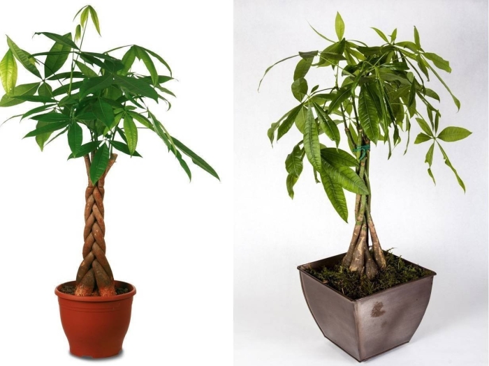 Пахира акватика 30/170