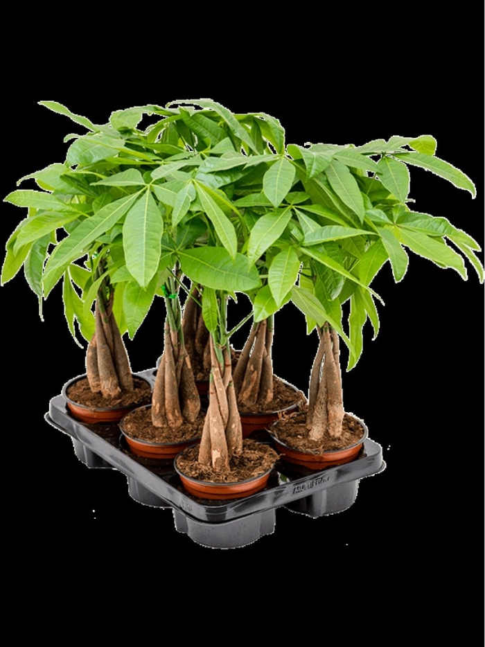 Пахира акватика