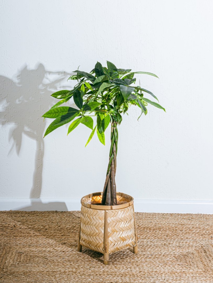 Пахира в интерьере