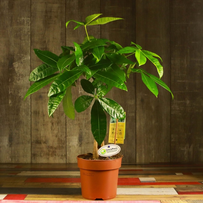 Пахира акватика дерево счастья