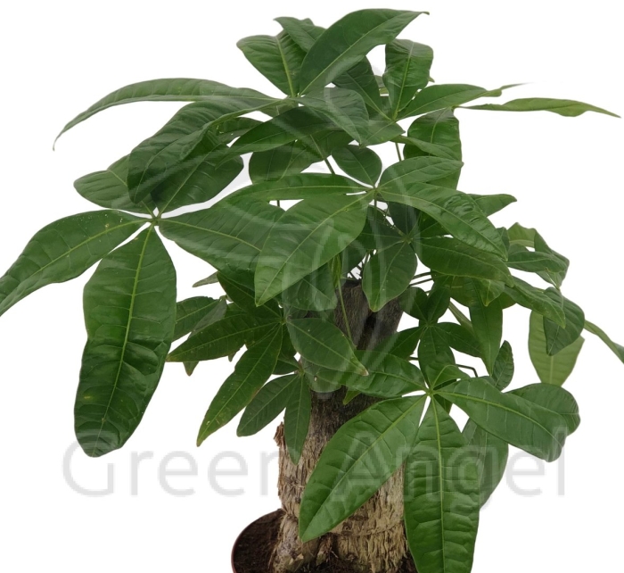 Пахира акватика баобаб