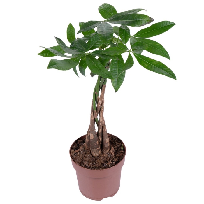 Пахира акватика дерево счастья 12 45