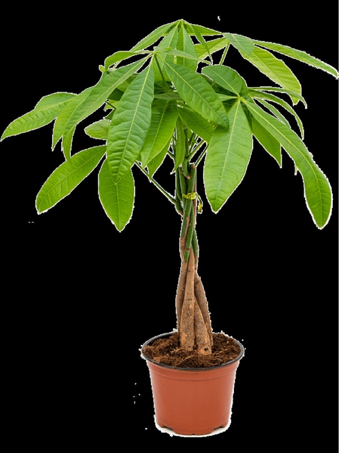 Пахира акватика цветок