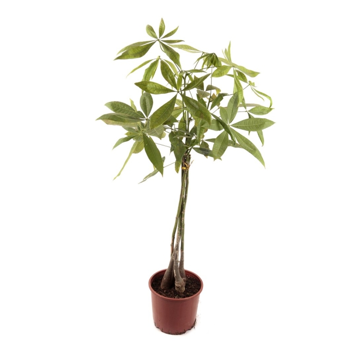 Пахира акватика d17