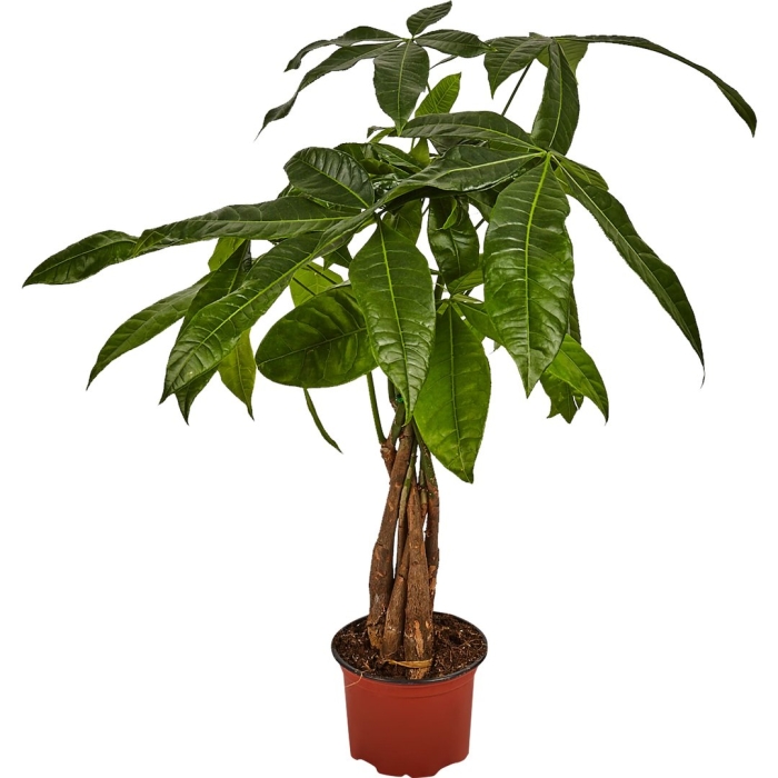 Пахира акватика ствол косичка