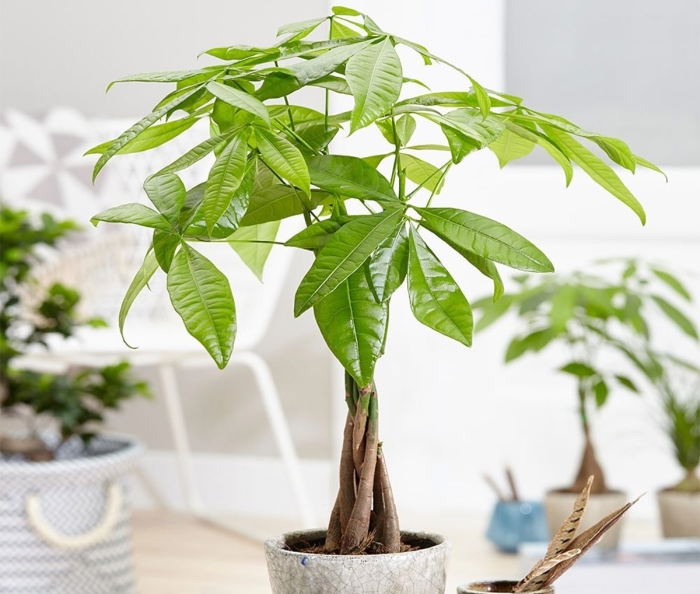 Пахира уход в домашних условиях