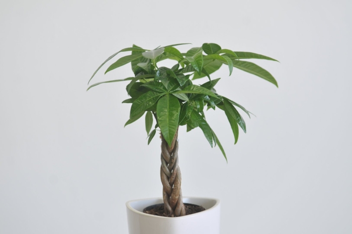 Цветок пахира