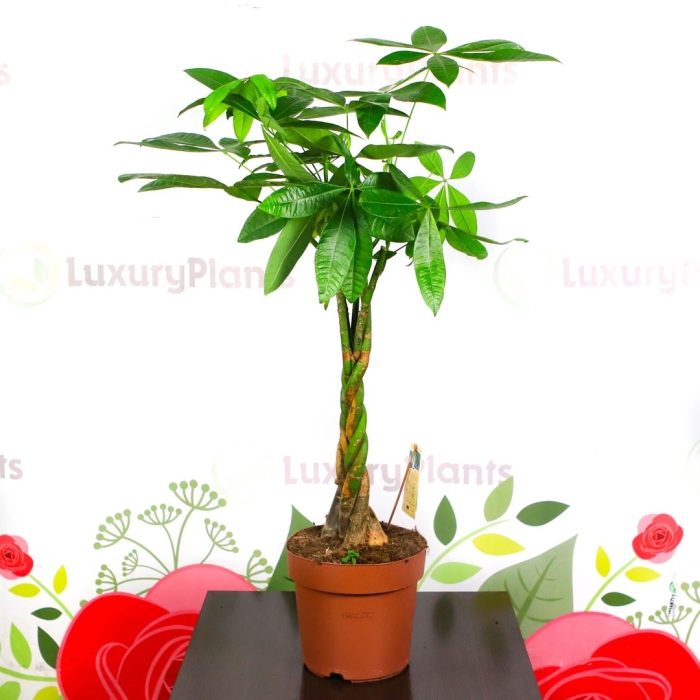 Пахира акватика дерево счастья