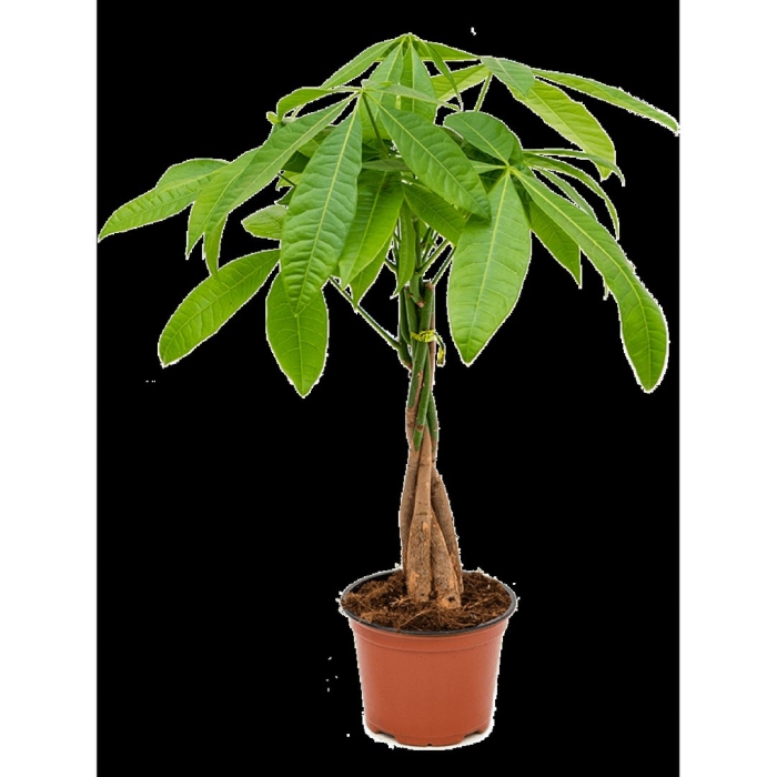 Пахира акватика