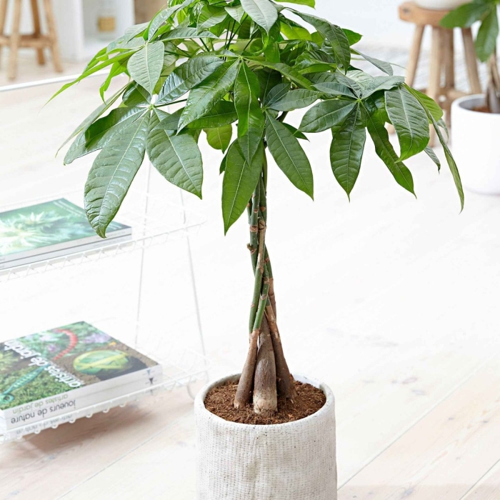 Пахира акватика