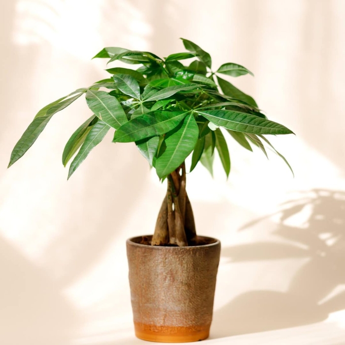 Пахира цветение