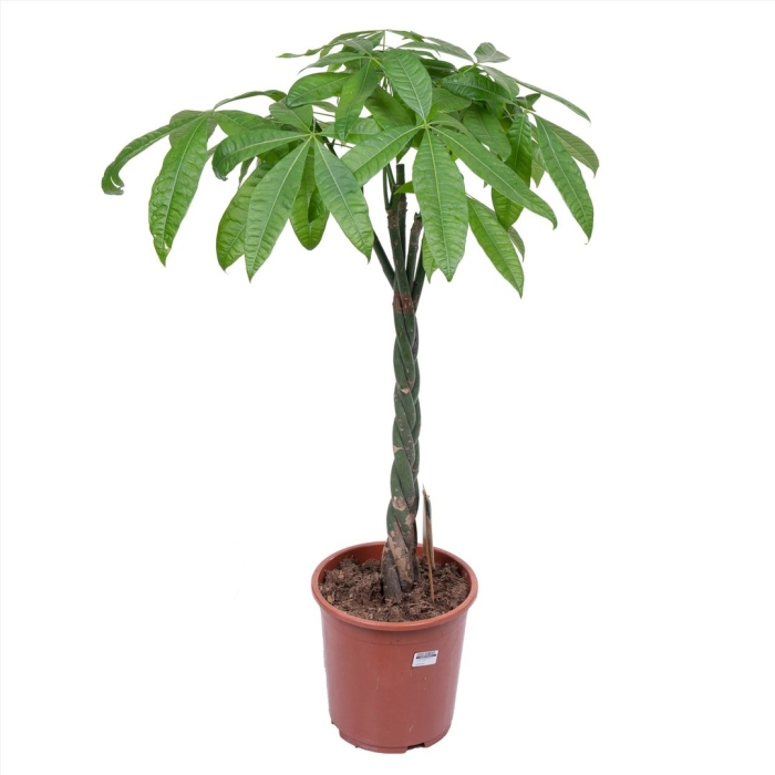 Пахира акватика