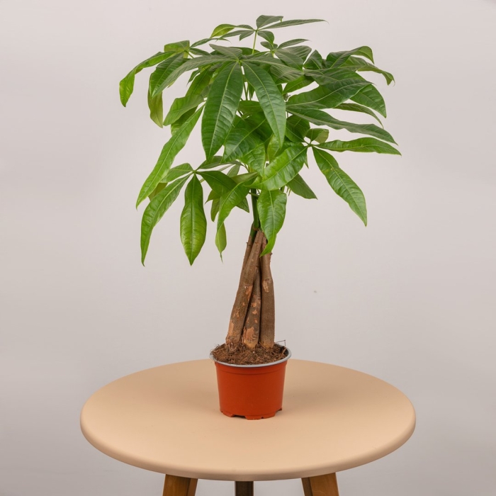 Пахира акватика