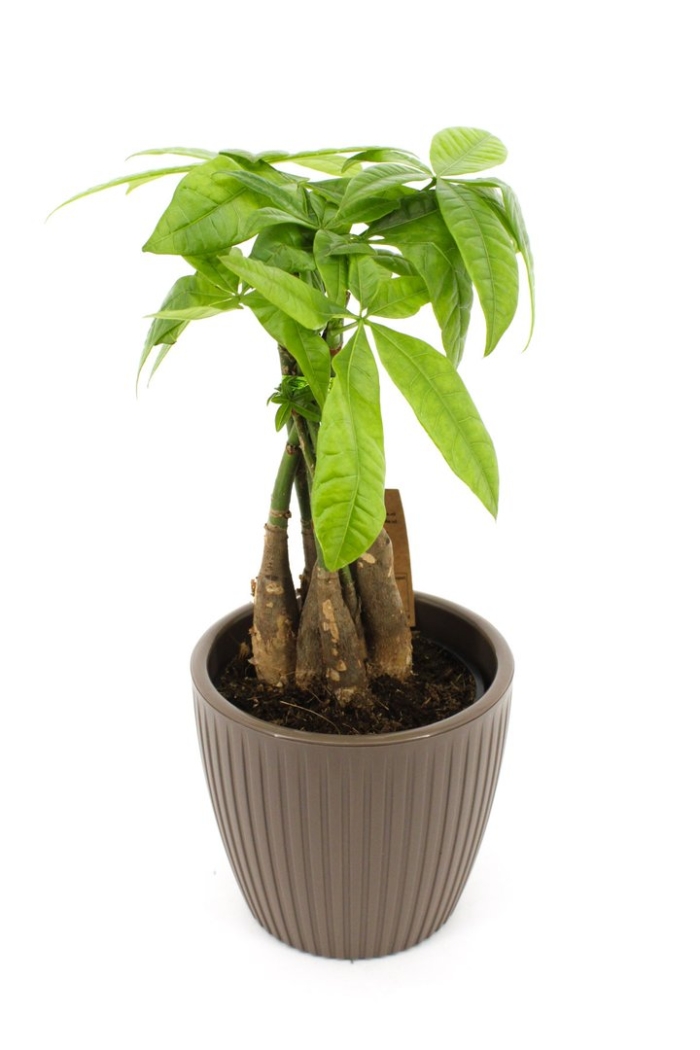 Пахира акватика