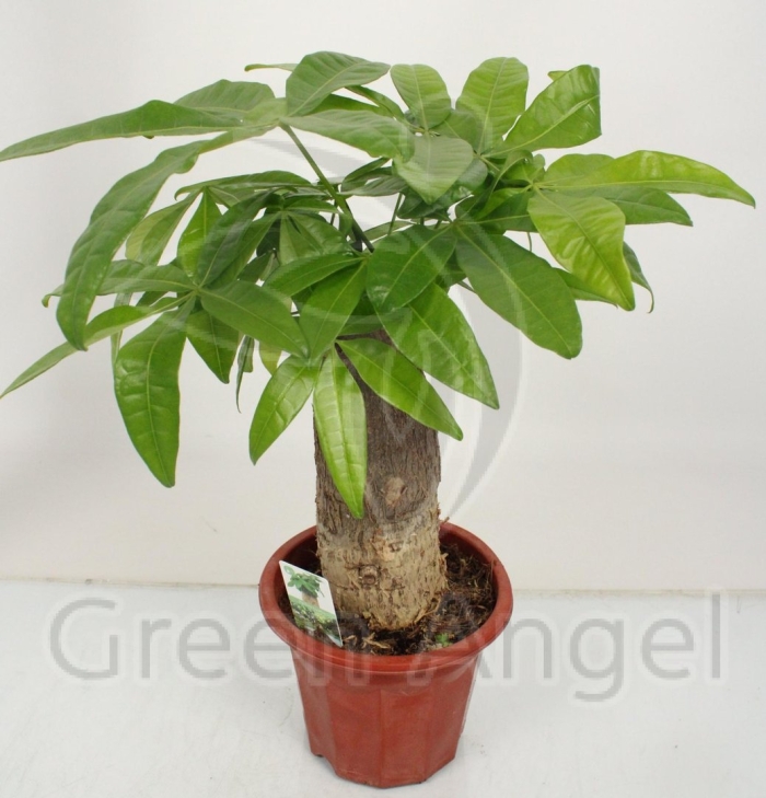 Пахира акватика 3рр