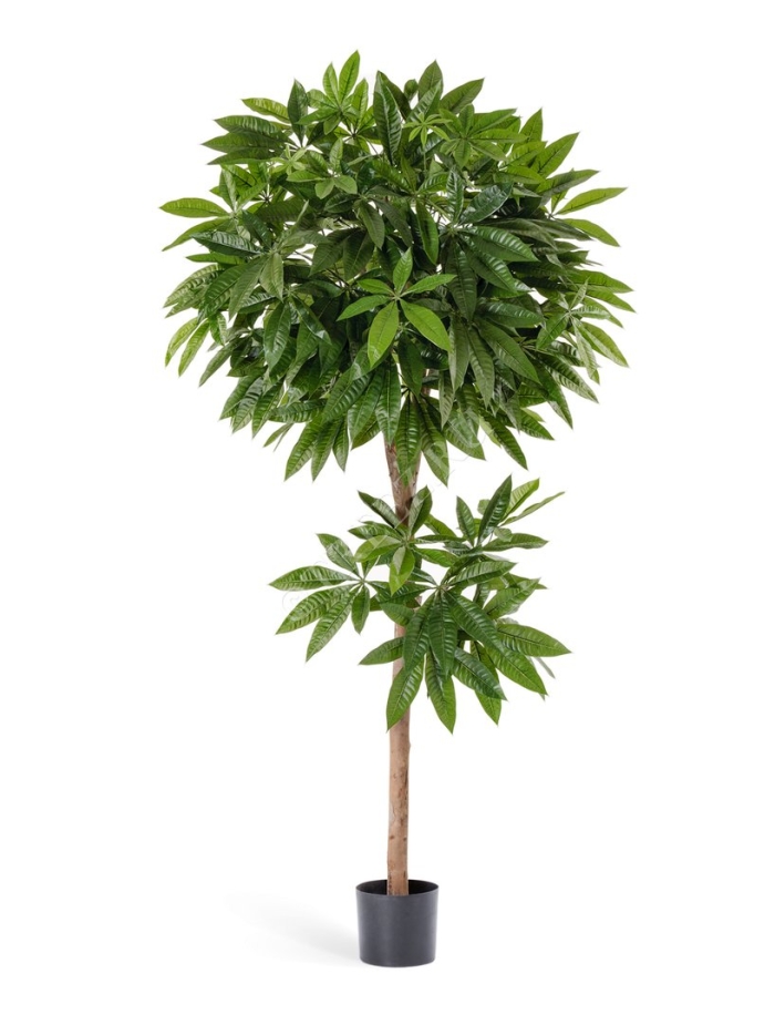 Искусственная пахира