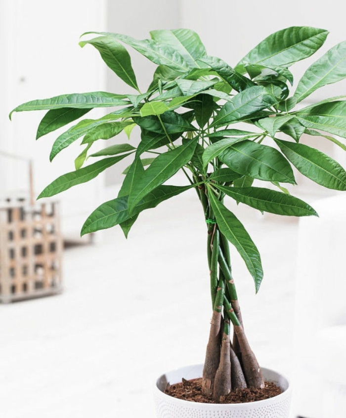 Пахира акватика