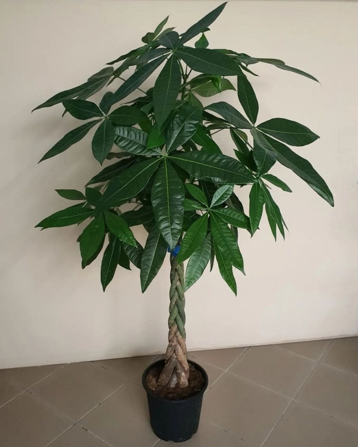 Пахира акватика комнатное растение