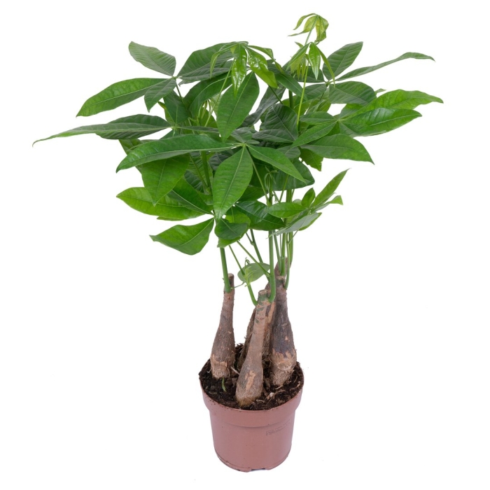 Пахира акватика