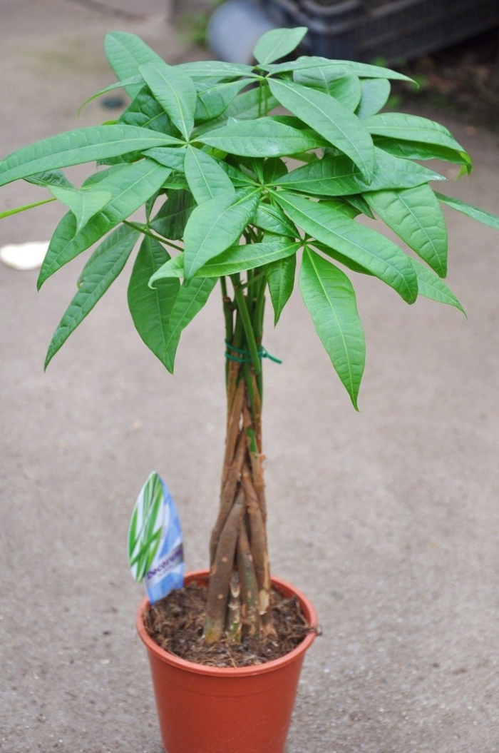 Пальма пахира акватика