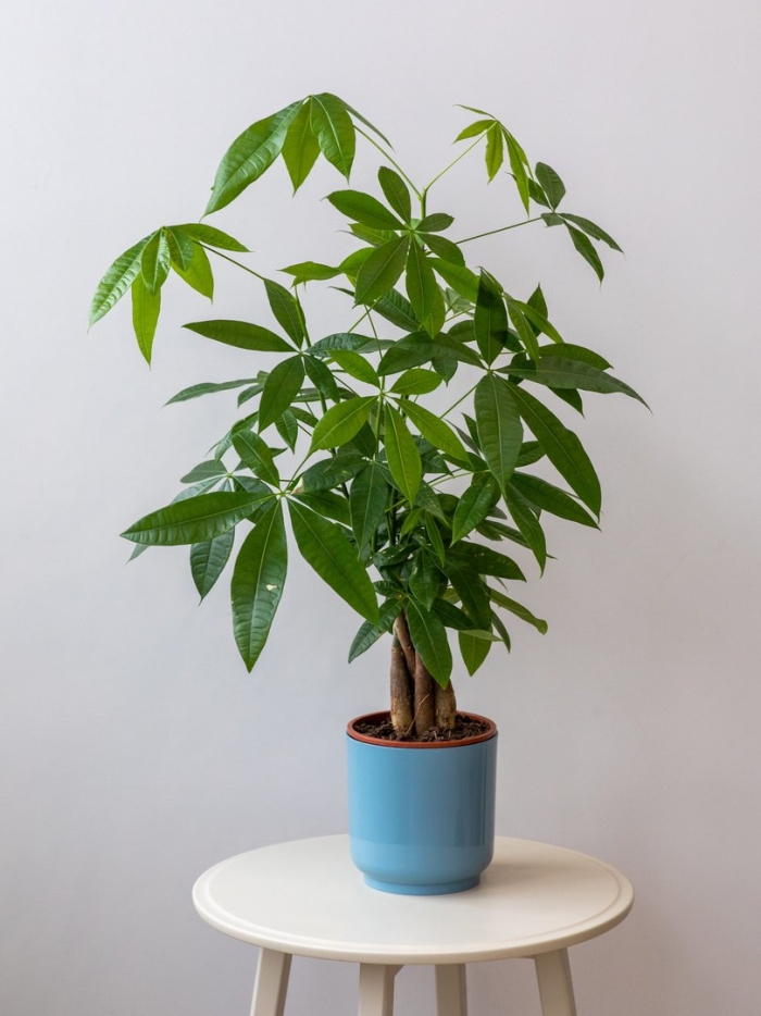 Пахира акватика цветок