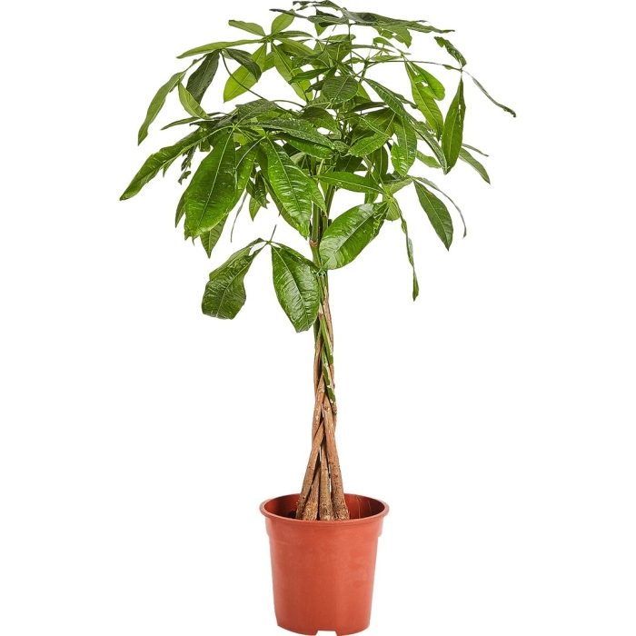 Пахира акватика