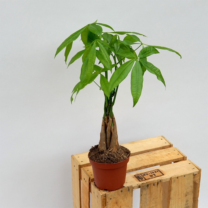 Пахира акватика цветок