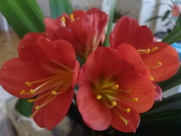 Комнатный цветок кливия