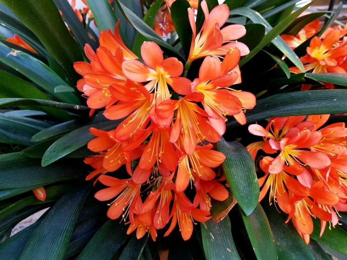 Комнатный цветок кливия