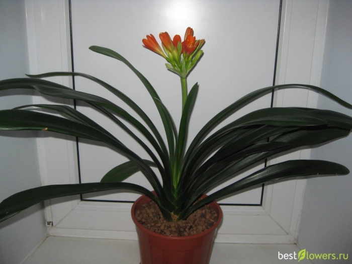Кливия цветок уход в домашних условиях
