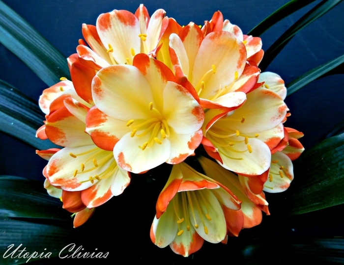 Кливия киноварная