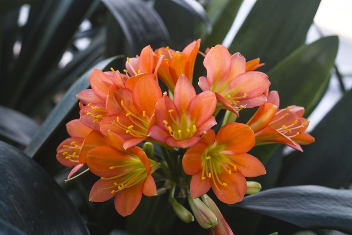 Кливия миниата цветок