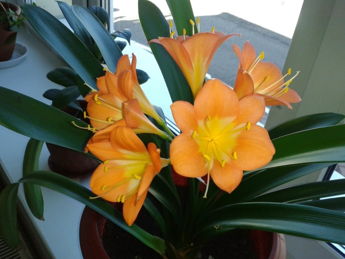 Кливия оранжевая