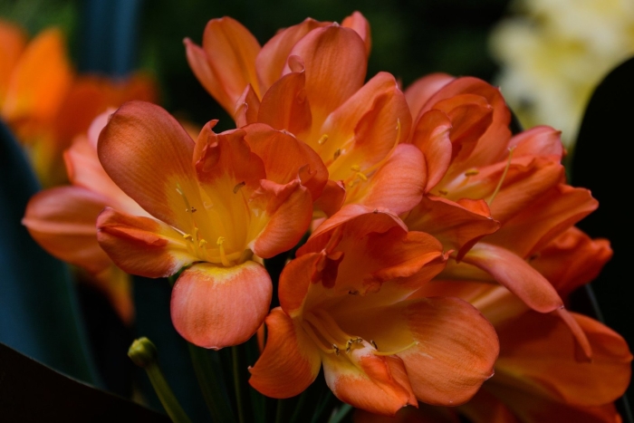 Кливия киноварная