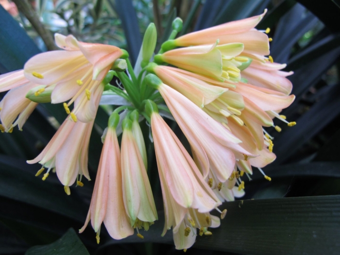 Кливия циртантифлора